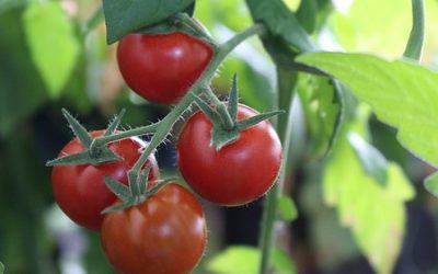 What Size Grow Bag for Tomatoes Should You Get?