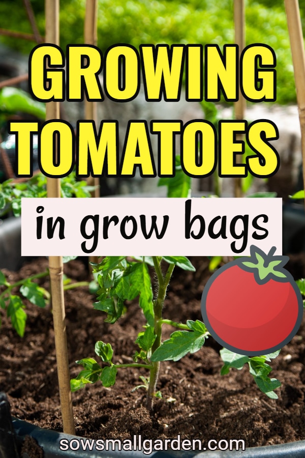 tips on growing tomatoes in grow bags