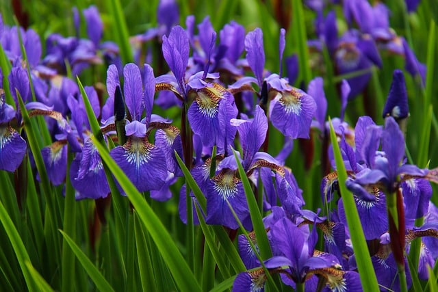 how to plant iris bulbs