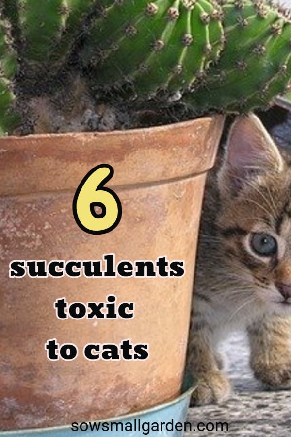 a list of toxic to cats succulents