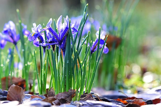 how to plant reticulata iris bulbs