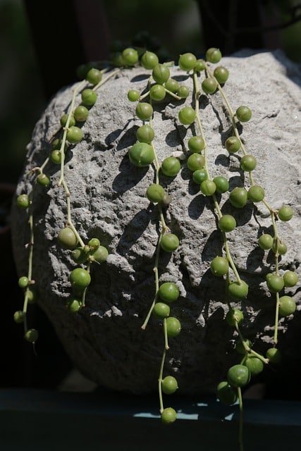 string of pearls toxic to cats