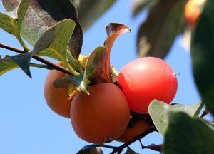Asian fruit trees - Asian persimmon