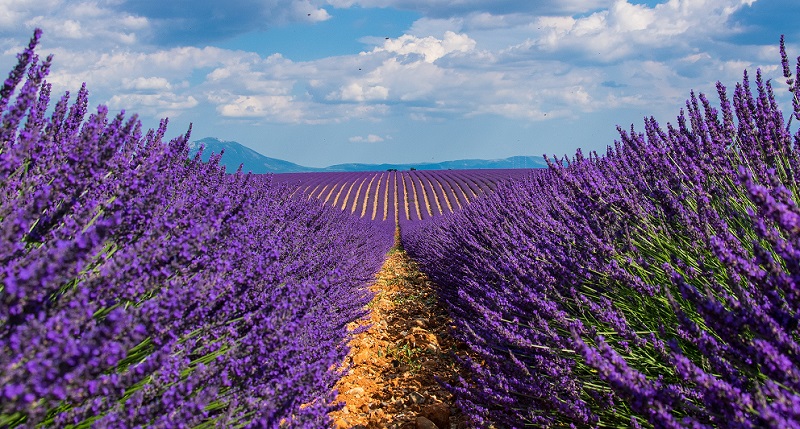 Provence lavender