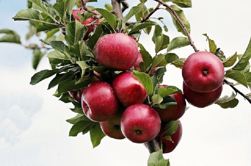 Which apples are sweet - sweetest apple variety