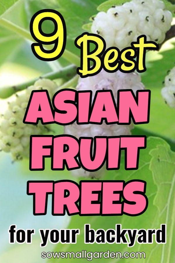 Asian fruit trees for your garden