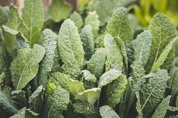 kale growing in the field