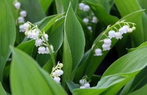 lily of the valley - popular in France