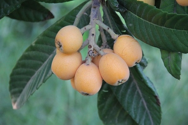 loquat tree