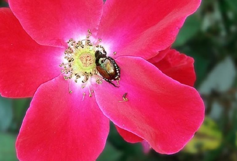 garden pests - Japanese beetle