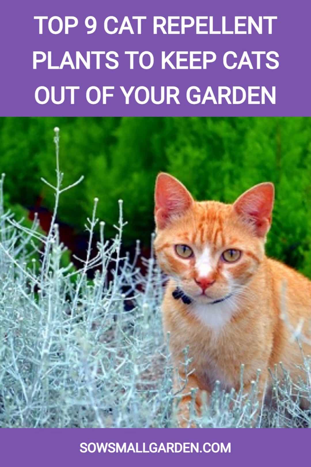 Top 9 Cat Repellent Plants to Keep Cats Out of Your Garden • Sow Small ...