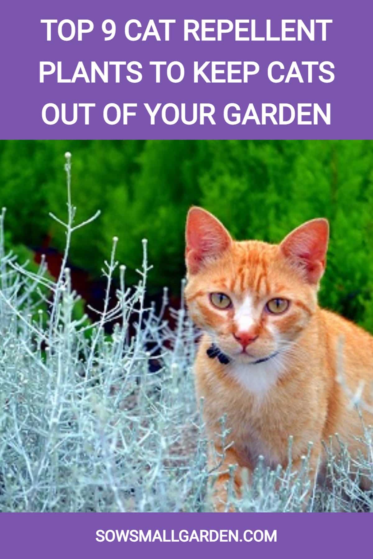 Best cat repellent plants
