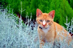 cat repellent plants to keep cats off your garden