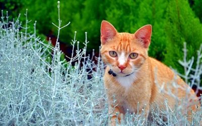 Top 9 Cat Repellent Plants to Keep Cats Out of Your Garden
