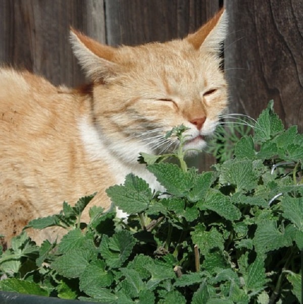 catnip can serve as a barrier between a cat and your garden