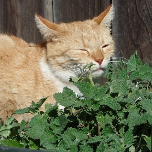 Spray to keep outlet cats off plants