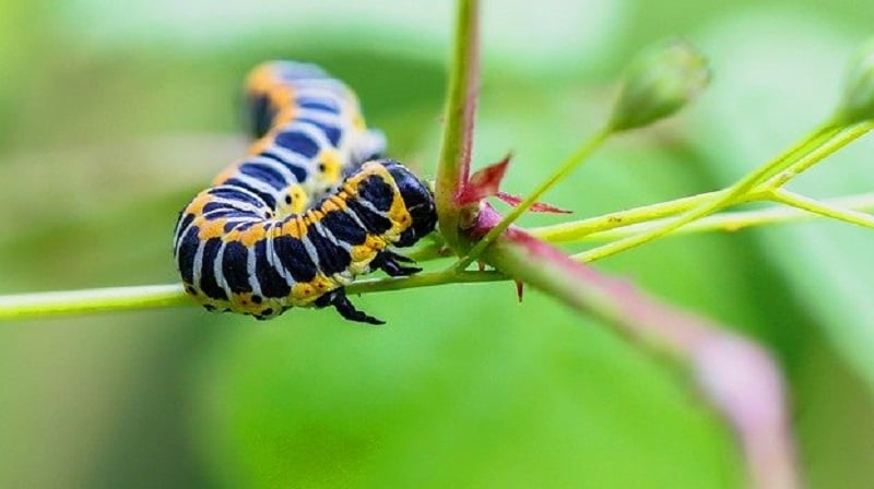 insect pests