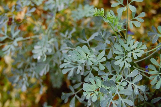 ruta (rue) plant that cars dislike