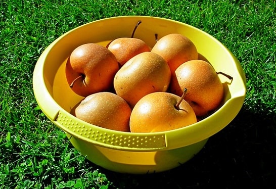 Asian pears harvested