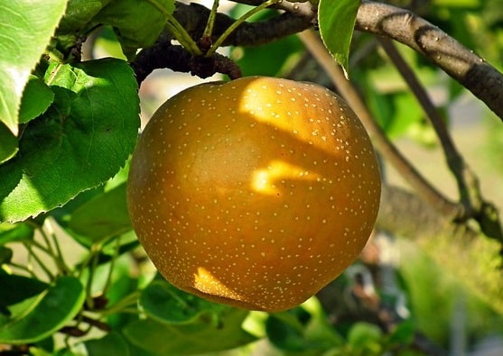 Korean giant Asian pear