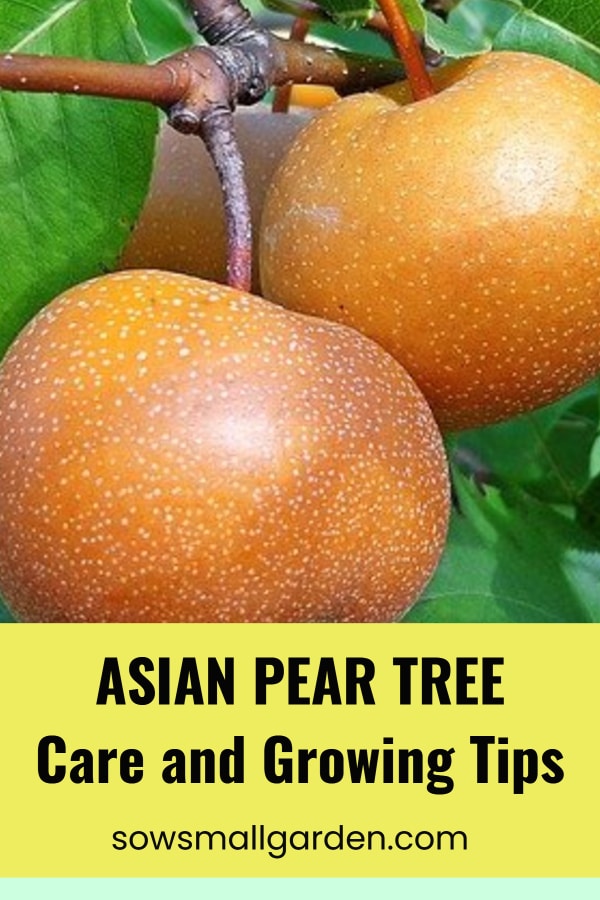 how to grow and care for your Asian pear tree