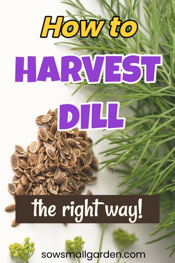 harvesting dill