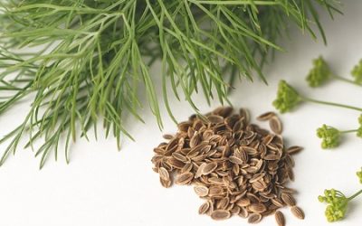 How to Harvest Dill (Without Killing the Plant)