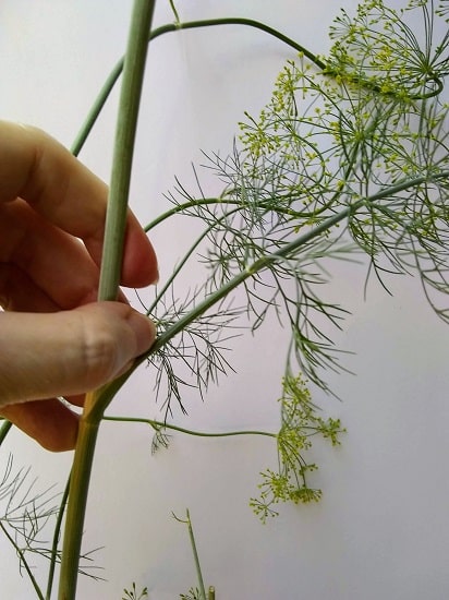 how to harvest dill