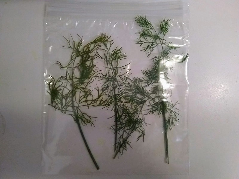 freezing whole dill sprigs