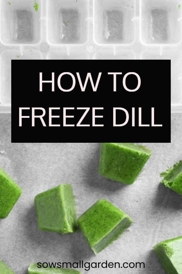 best wat to freeze and preserve dill