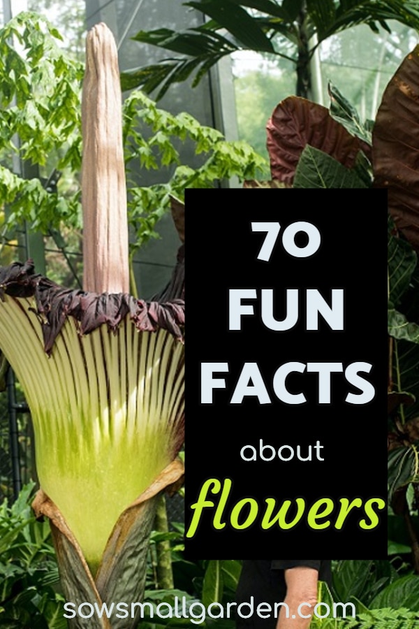 70 fun facts about flowers - information on flowers