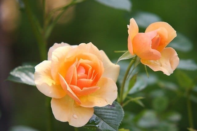 85 Facts About Roses That Will Amaze You