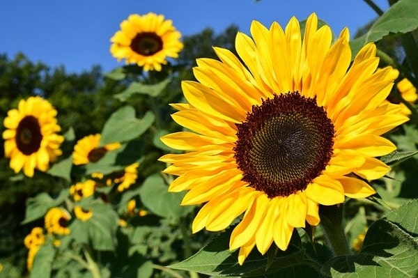facts about flowers - sunflower facts