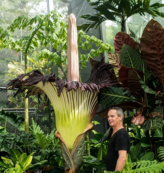 stinkiest and tallest flower in the world