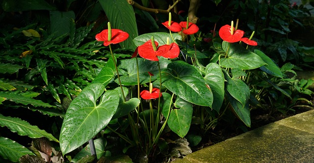 anthurium long blooming flowerring plant