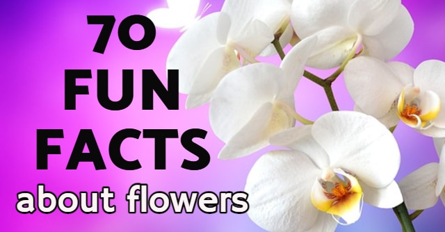 facts about flowers, fun information about flowers