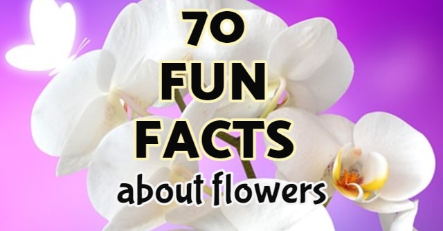 70 Fun Facts about Flowers in the World (More Flower Trivia Than You Ever Asked!)