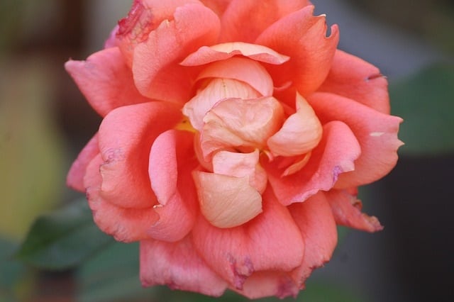 Cabbage rose - centifolia
