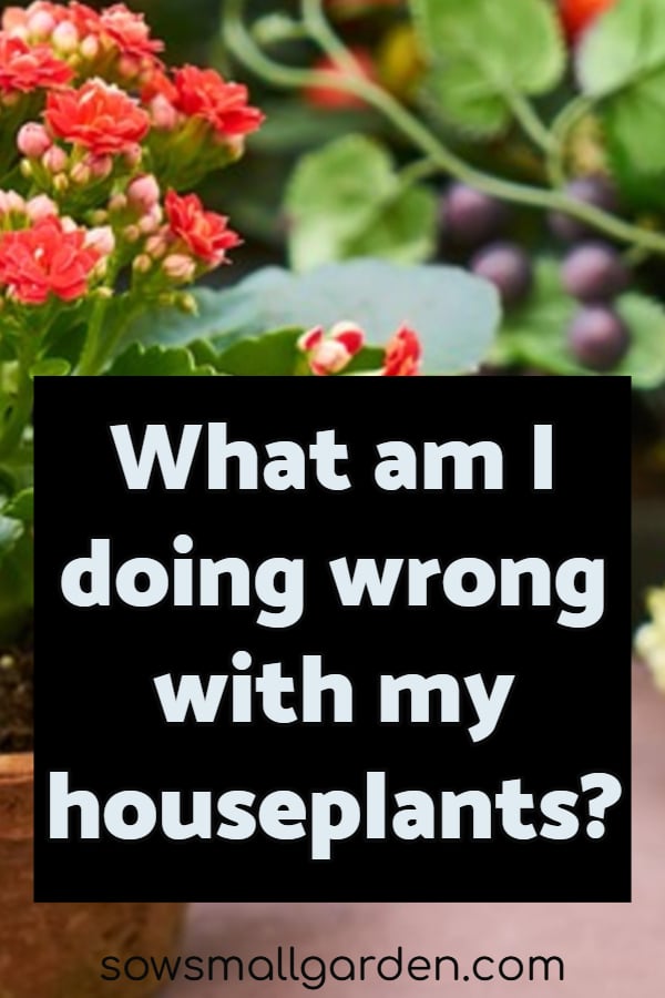 what am I doing wrong with my houseplants