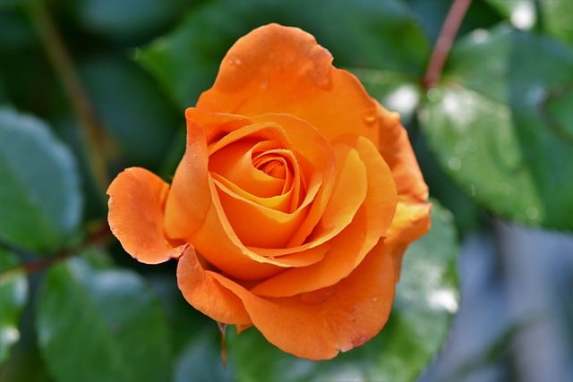 beautiful rose flower - most popular flower in the world