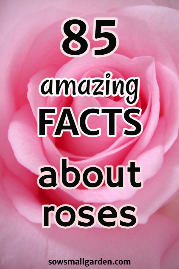 find out fun facts about roses