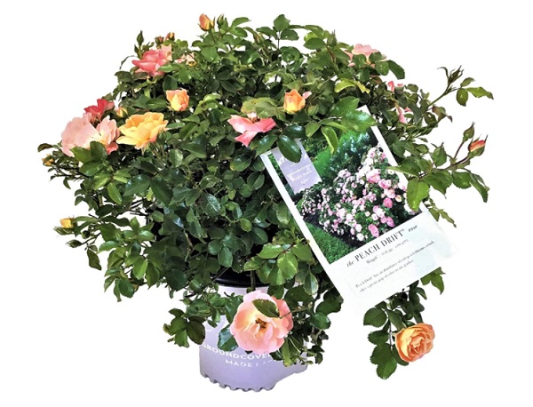 dwarf rose perfect for small gardens