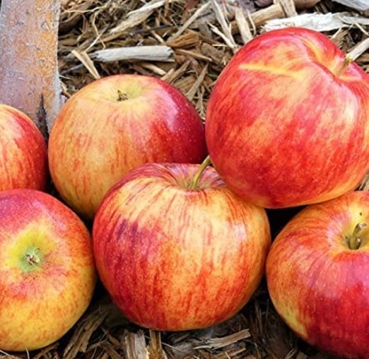 Sweet apple types - Jonagold