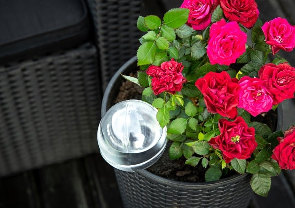 self watering aqua globe for indoor and outdoor plants