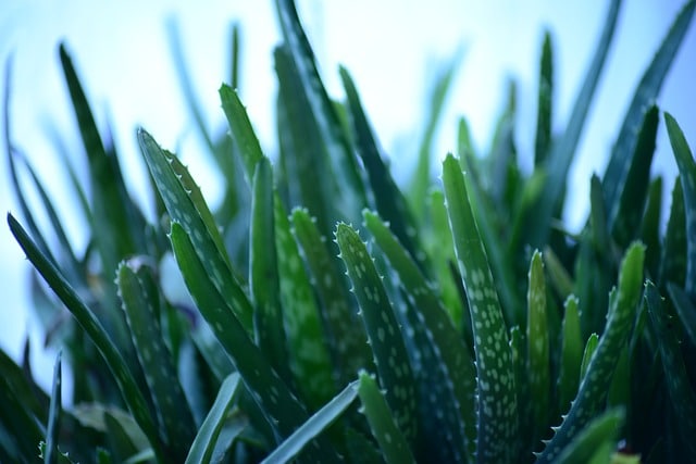 aloe vera plants