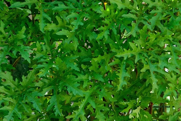 arugula herb -easy to grow in your garden