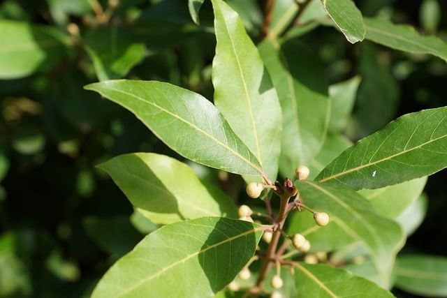bay laurel - grow in containers, use leaves for soups and stews
