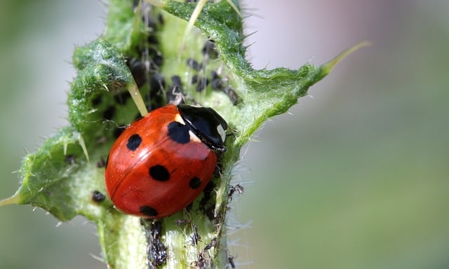 beneficial insects: ladybugs eat aphids
