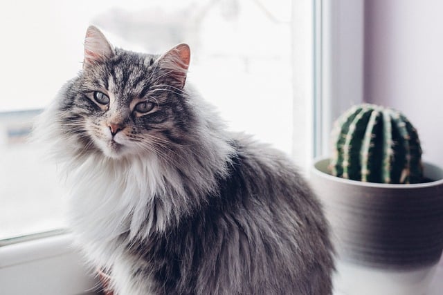 cat and succulents