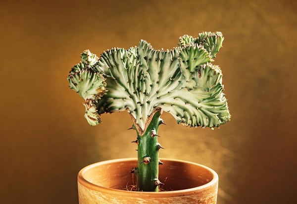 coral cactus - toxic for cats